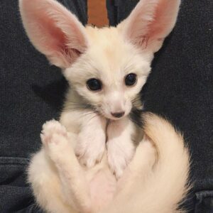 where to buy a fennec