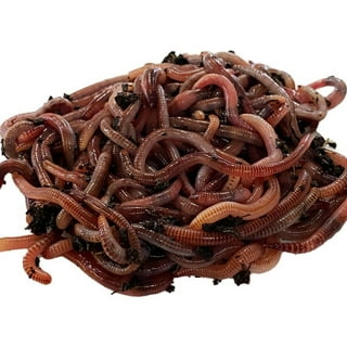 where to buy worms near me