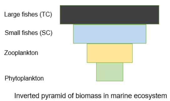 which of the following ecological pyramids is generally inverted