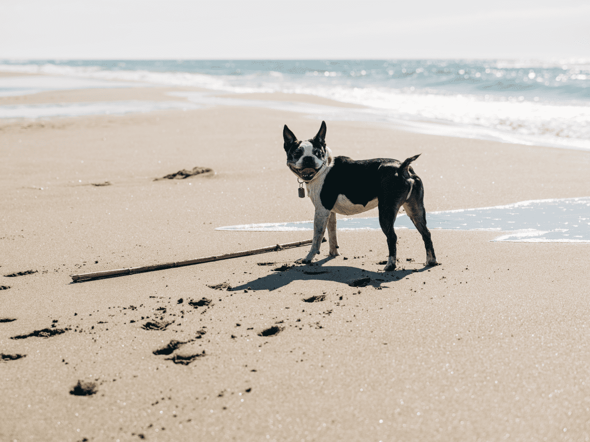 why do they cut boston terriers tails off