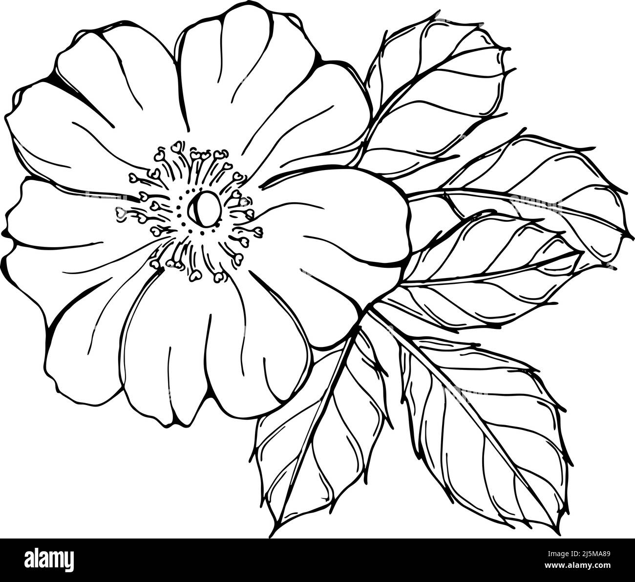 wild rose drawing