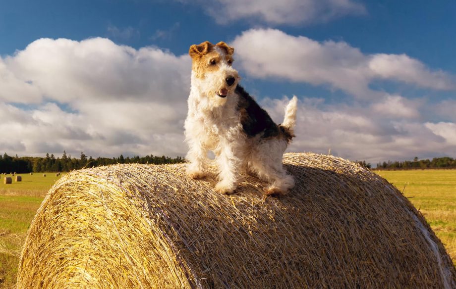 wire fox terrier for sale