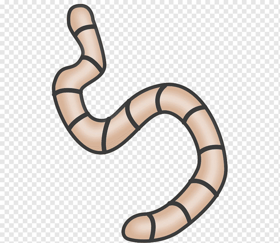 worm vector png