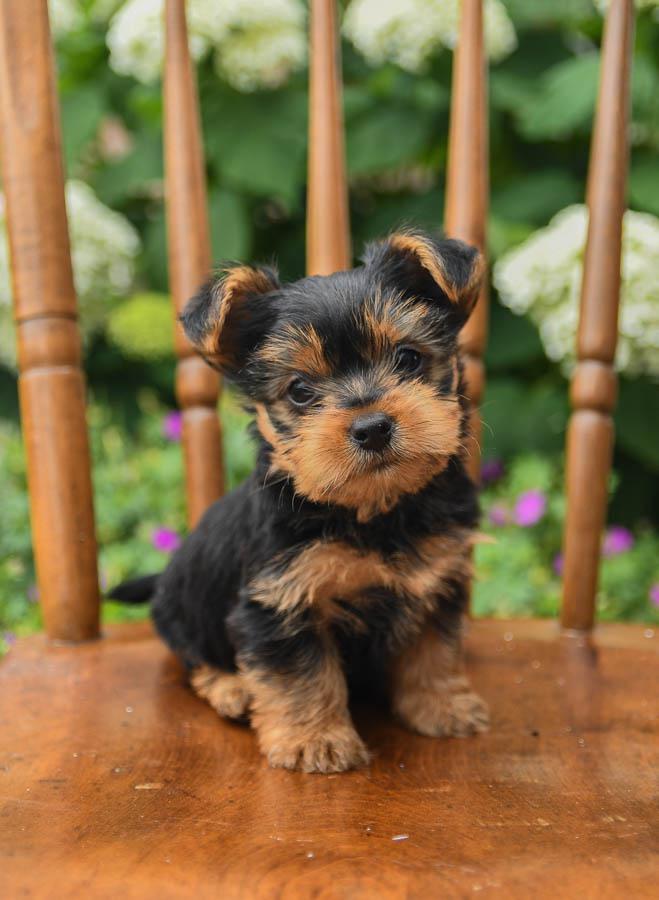 yorkshire terrier for sale