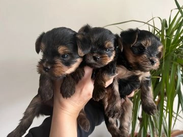 yorkshire terrier puppies for sale near me