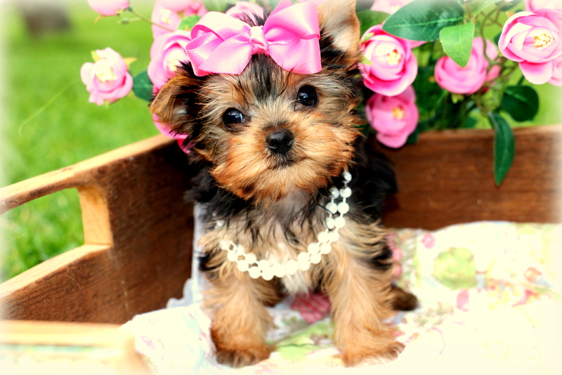 yorkshire terriers for sale